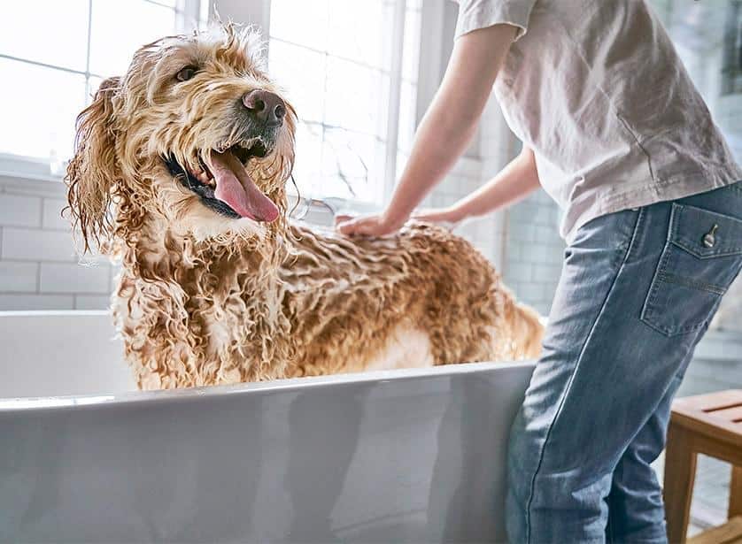 Ein Hund wird gebadet.