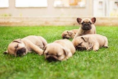 Little Sleeping French Bulldog Puppies little sleeping French bulldog puppies lying on a beautiful green grass