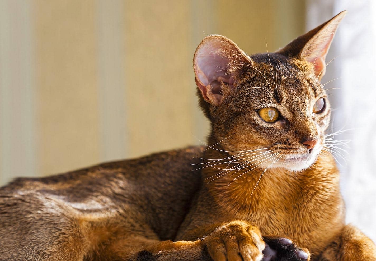 abyssinian-cat-staring-out-window Abessiner-Katze schaut aus dem Fenster.