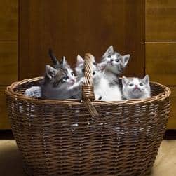 Basket full of grey and white kittens