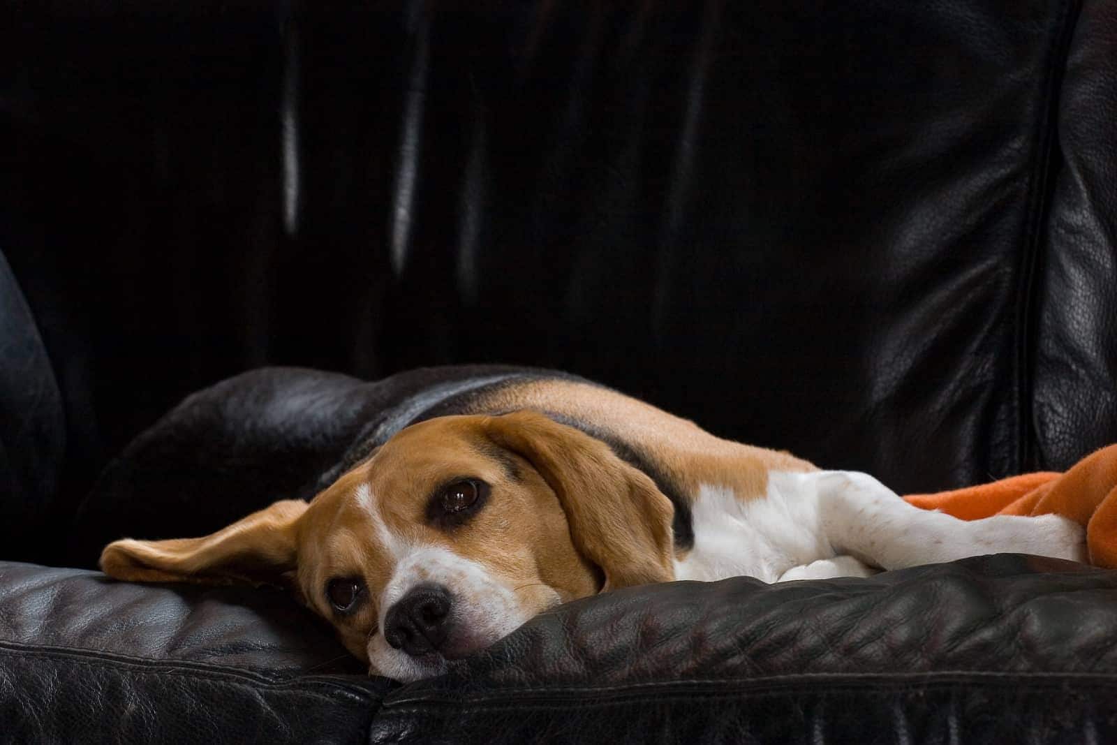 beagle-auf-ledersofa-SW Weiblicher Beagle ruht sich auf einem schwarzen Ledersofa aus.