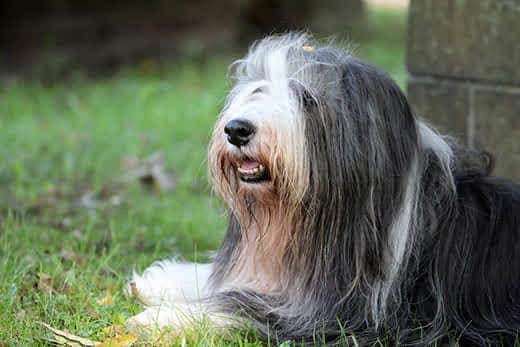 Bearded-Collie-im-Gras-liegend-SW Bearded Collie im Gras liegend neben einer Steinmauer.