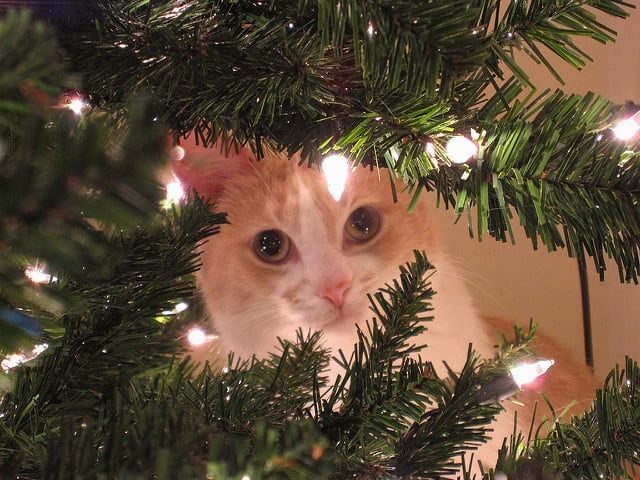 cat-hiding-in-christmas-tree-branches Beige and white cat peeking through Christmas tree branches