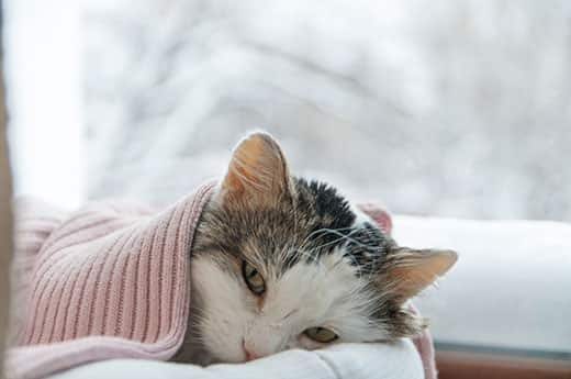 katze-liegt-unter-pinker-decke-im-winter-SW Katze liegt unter pinker Decke neben einem Fenster mit einer Winterlandschaft.