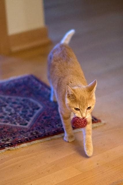 cat-playing-fetch Chat roux avec une balle dans la bouche.