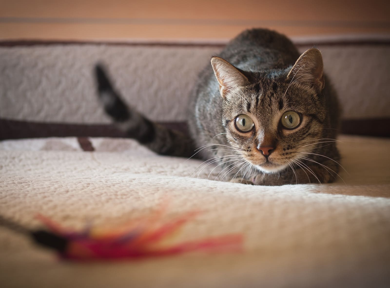 cat-stalking-feather-tools Tabby cat in crouched position about to prance on feather toy.