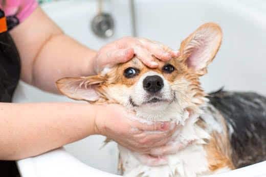 Corgi se faisant laver dans une salle de bain Corgi se faisant laver dans une salle de bain