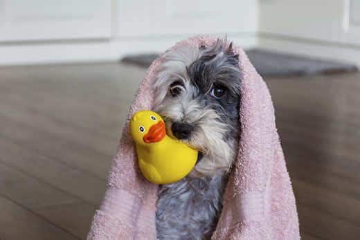 Chien mignon avec une serviette rose et un canard en caoutchouc jaune prêt pour le bain Chien mignon avec une serviette rose et un canard en caoutchouc jaune prêt pour le bain