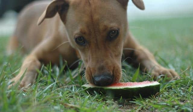 dog-eating-watermelon