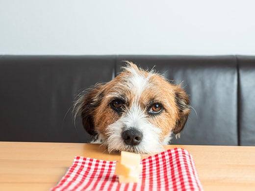 Chien débraillé avec la tête sur la table regarde l'assiette avec du fromage.