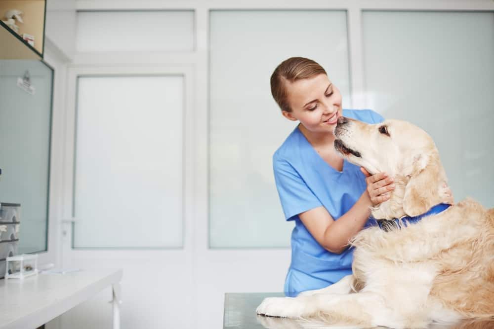 Junge Tierärztin in blauer Uniform bei der Untersuchung eines Golden Retrievers mit blauem Halsband, der auf einem Tisch sitzt.