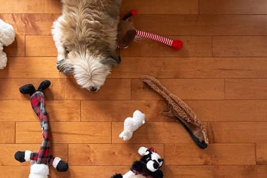 Vue du dessus d'un petit chien couché sur un parquet en chêne avec des jouets éparpillés autour de lui.