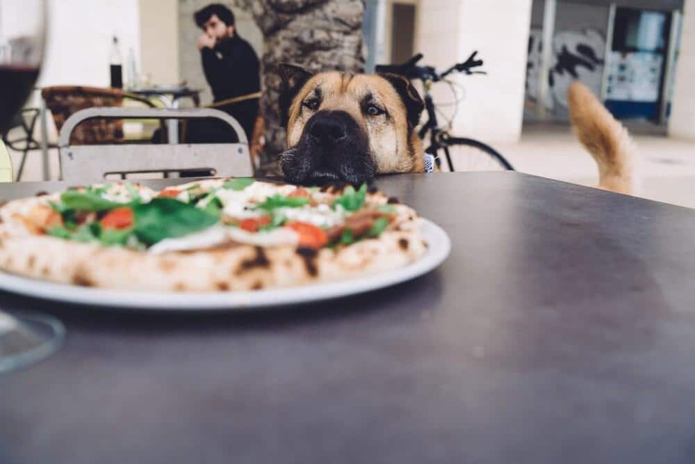 Lustiger süsser Hund steht hungrig neben einem Tisch mit einer leckeren Pizza und wartet darauf, gefüttert zu werden, süsser Hund starrt auf köstlichen italienischen Mozarella mit Tomaten und Basilikum auf Restaurantterasse