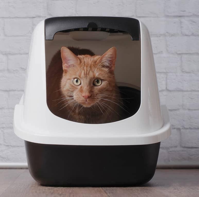 gähnende-weiße-katze-mit-blauem-Halsband-SW Gähnende weiße Katze mit blauem Halsband.