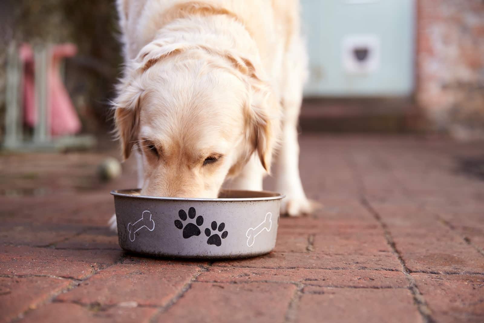 Golden retriever mangeant dans une gamelle blanche sur une terrasse ensoleillée