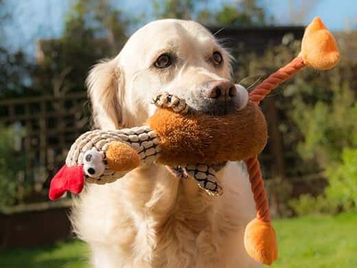 Un chien tout content avec sa peluche