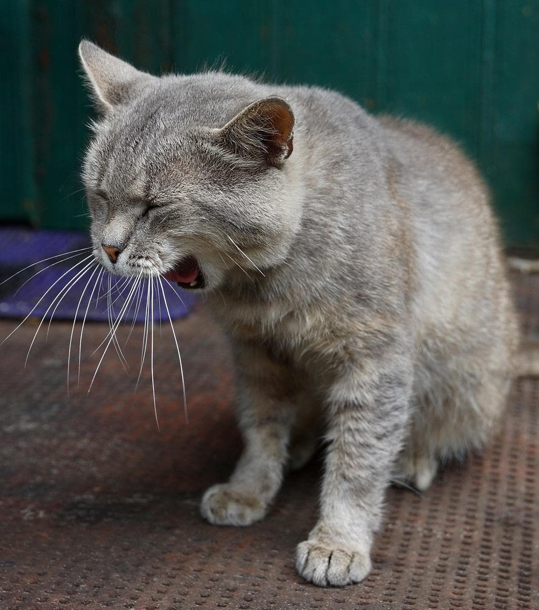 cat-yawning-on-doorstep chat gris bâillant sur un pas de porte