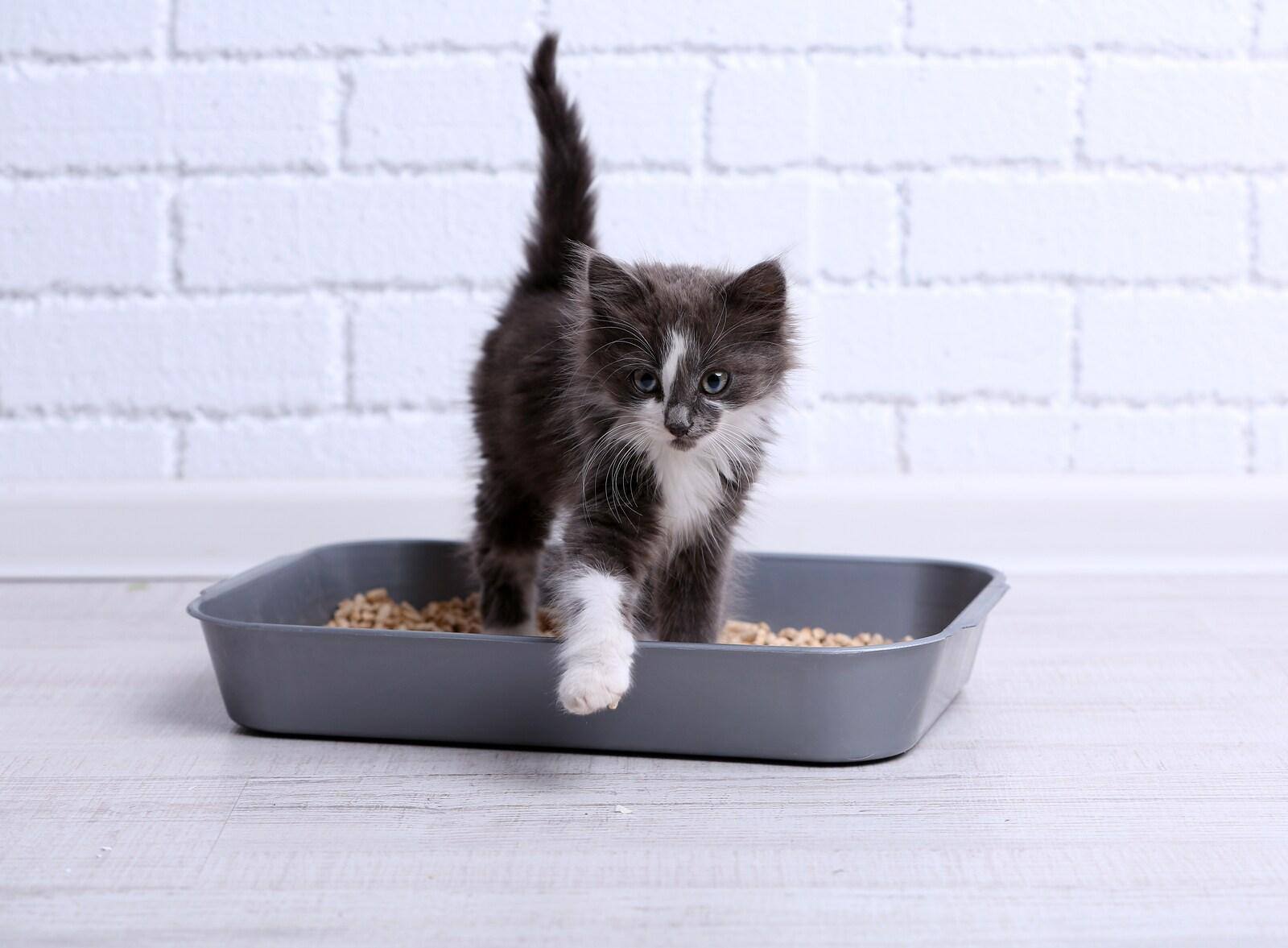 Small gray and white kitten in plastic litter box on floor