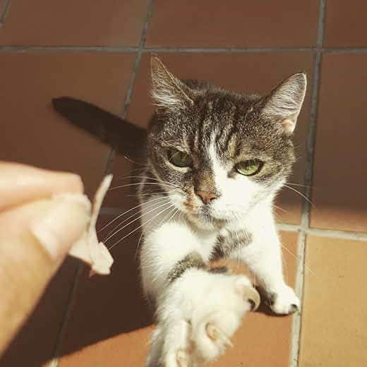 Hand-die-einer-Katze-ein-kleines-Stück-Schinken-hinhält-SW Eine Katze streckt sich in Richtung einer Hand, die ein Stück Schinken hält.