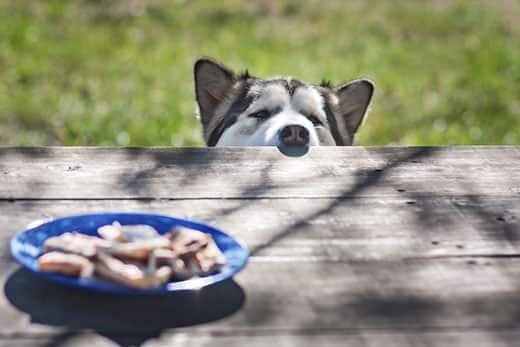 husky-der-über-den-tischrand-auf-das-essen-schaut-SW Husky streckt die Nase über den Picknicktisch, um das Essen in der Mitte zu betrachten.