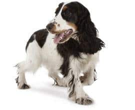 Chiot en bonne santé