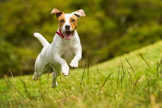 jack-russell-in-red-collar-runs-through-field-SW Jack Russell Parson dog runs in a field of grass.