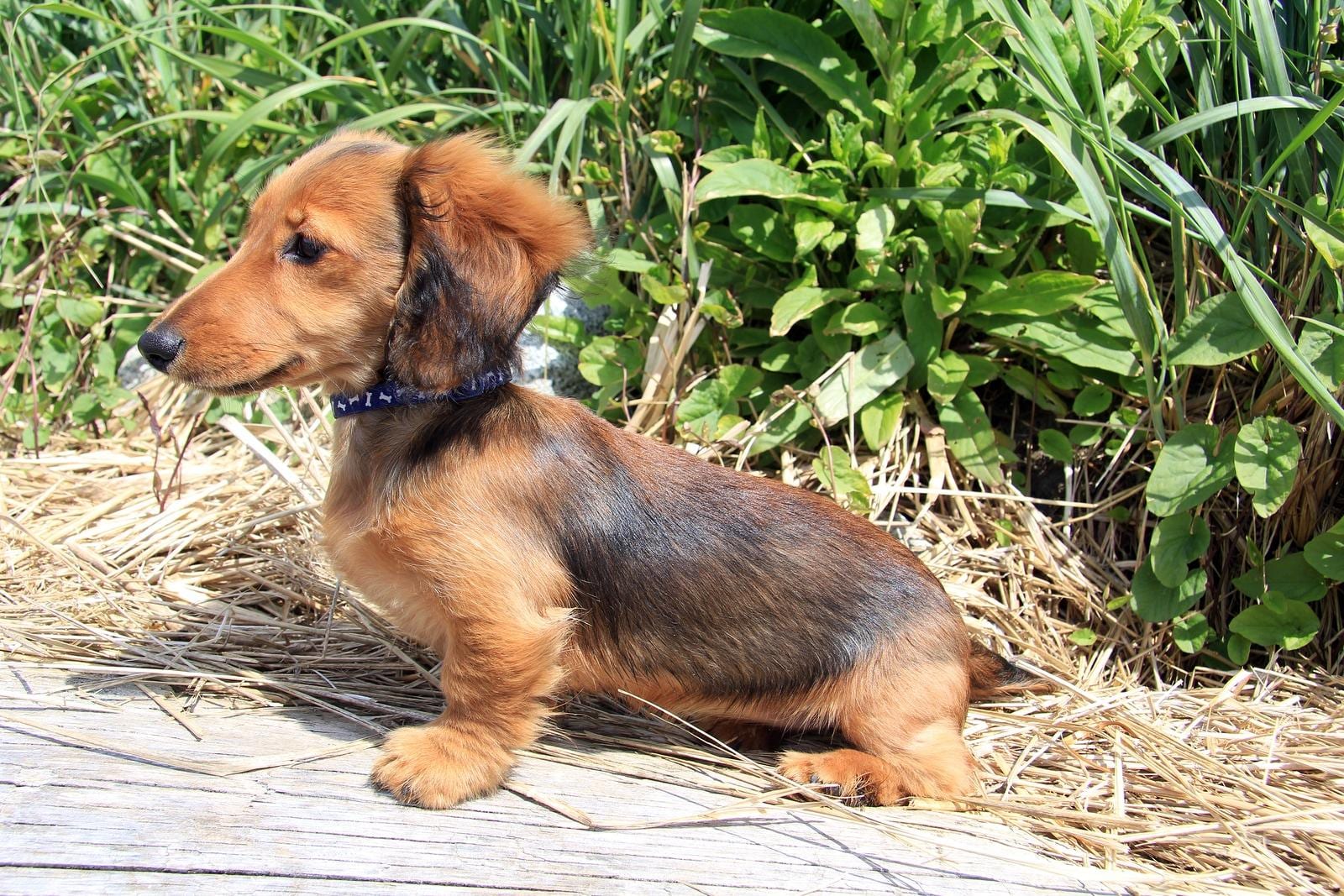 longhair-dachshund-puppy-outside Chiot teckel à poil long marron dehors.
