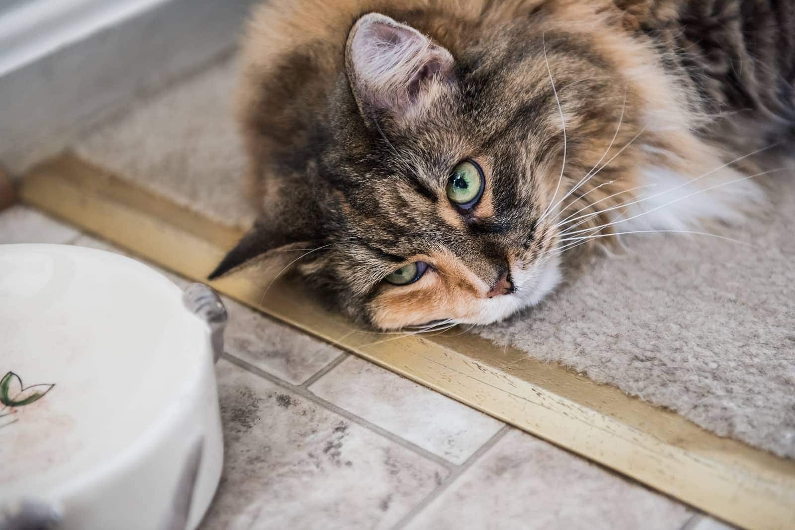 maine-coon-lying-next-to-food-bowl-SW Un Maine Coon couché à côté d'une gamelle d'aliment pour chat