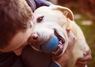 Un homme fait un câlin à un labrador blanc avec une balle bleue dans sa gueule.