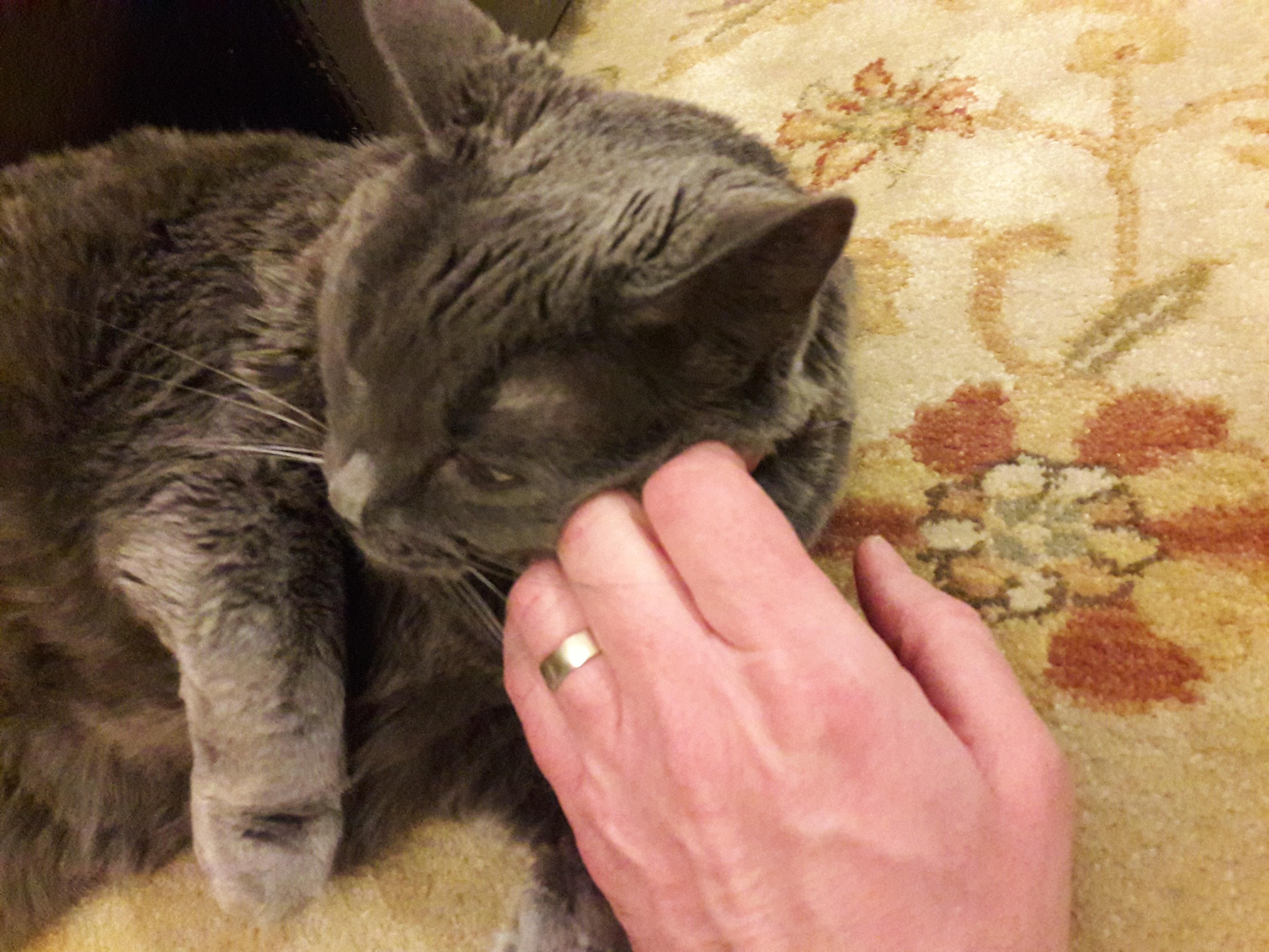 man-petting-russian-blue-cat