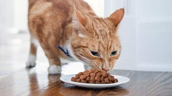 Orange cat eating from a bowl on wood floor