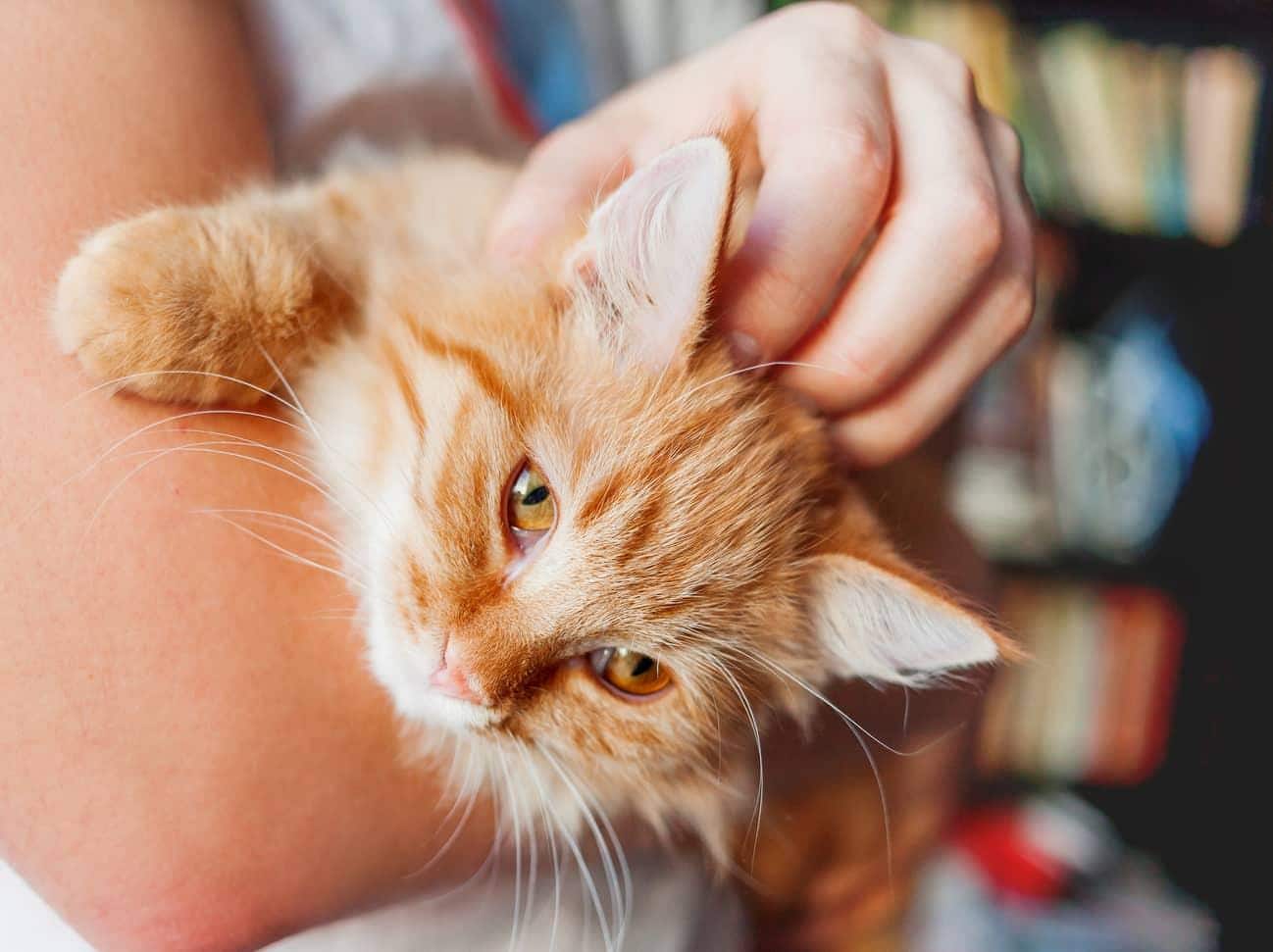 orange-cat-in-human-arms-SW Des bras tenant un chat roux au poil soyeux