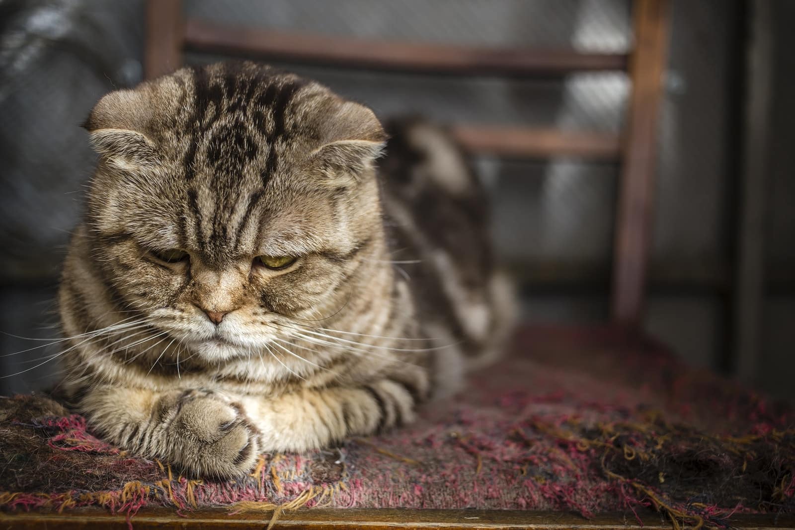 Older Scottish Fold cat looks at her crossed paws on old, torn up chair.