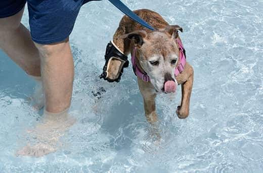 senior-dog-rehabing-in-pool Boxer âgé de race croisée à tête blanche portant une orthèse et nageant dans une piscine.
