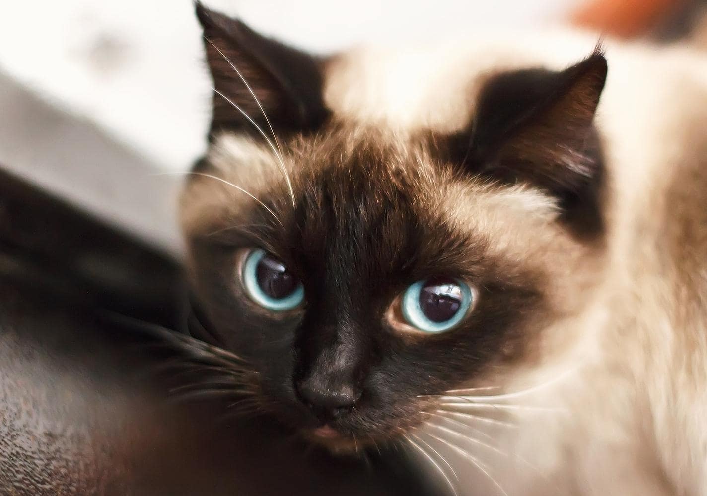 siamese-kitten Siamkätzchen mit blauen Augen.