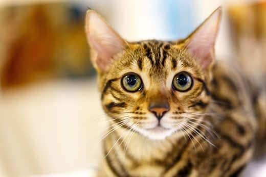 Chat rayé maigre avec de grands yeux jaunes.