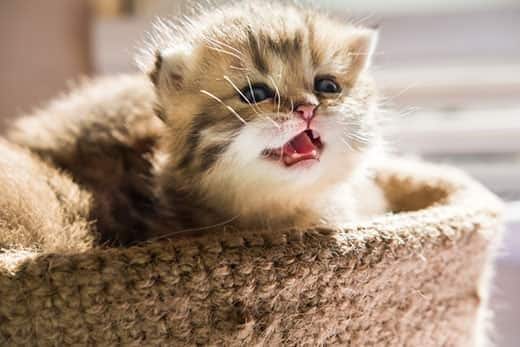 small-kitten-meowing-in-basket-SW Petit chaton, dans un panier, émettant un petit miaulement.