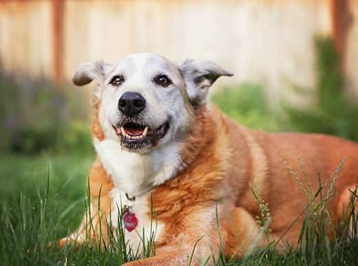 smiling-senior-dog-in-grass