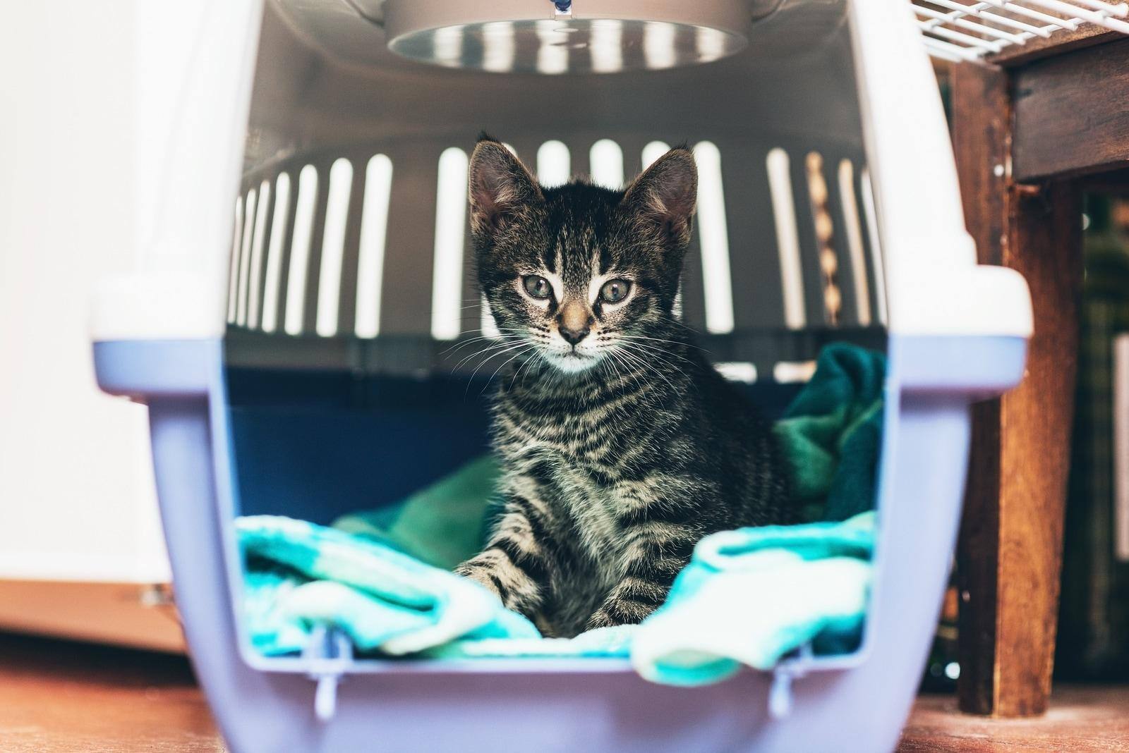 Tabby kitten sitting in a travel crate on a blue blanket staring intently with big blue eyes