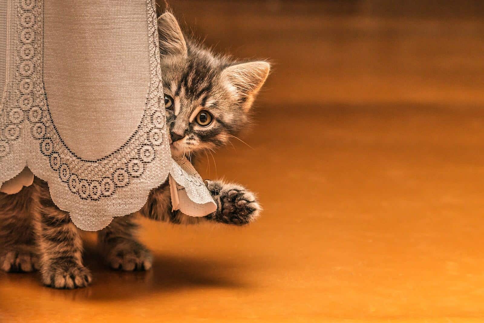 tabby-kitten-behind-table-cloth Kleines getigertes Kätzchen versteckt sich mit ausgestreckter Pfote hinter einer Tischdecke.