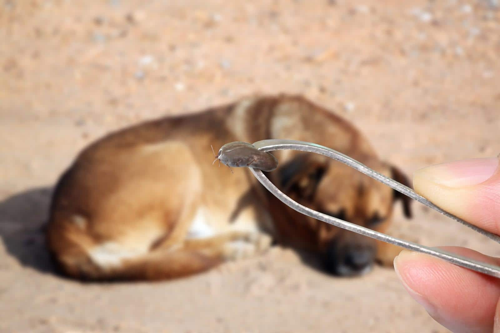 Close-up of tweezers holding tick with brown dog lying down blurred in the background.
