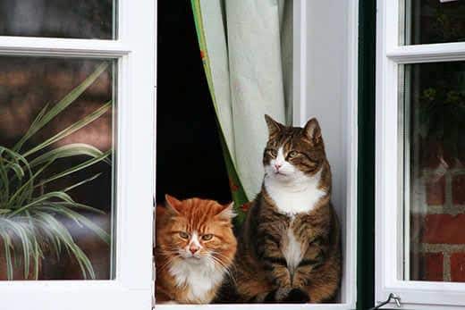 two cats sitting by the window and watches people two cats sitting by the window and watches people