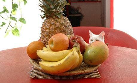 white-cat-by-fruit-bowl Chat blanc regardant une coupe de fruits sur une table rouge