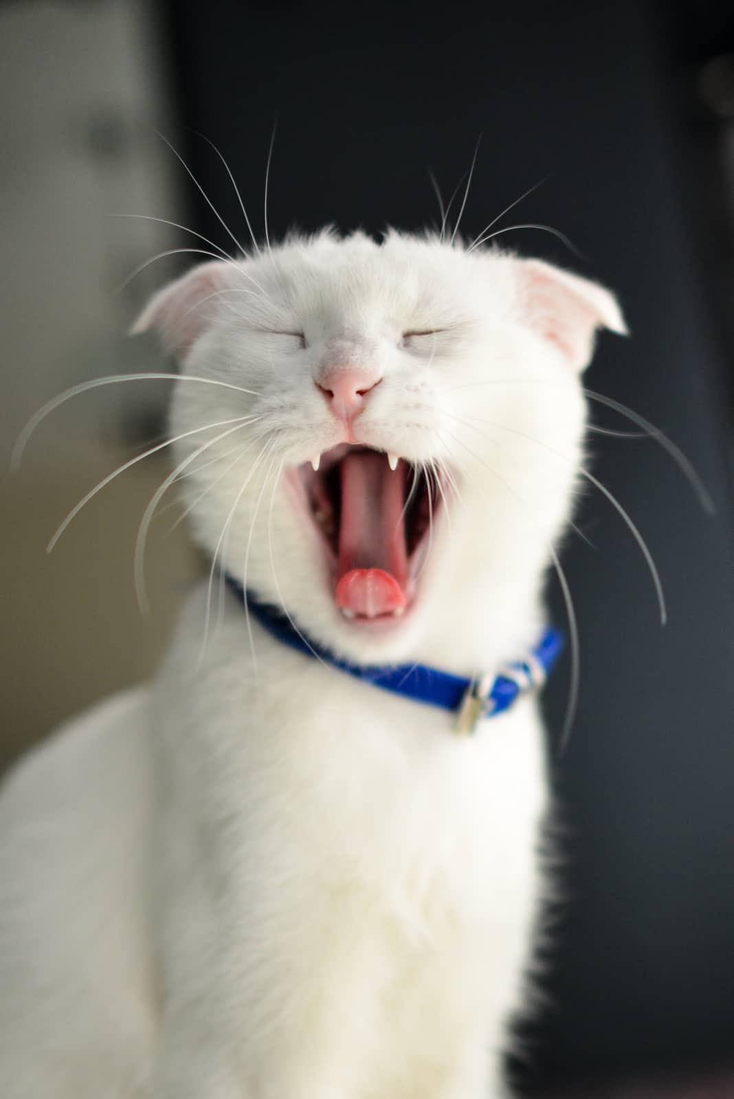 Rote-Katze-in-Katzentoilette-SW Rote Katze in einer Katzentoilette, die in die Kamera schaut.