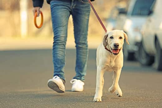 yellow-lab-pup-walking-with-owner Propriétaire et Labrador marchant en ville sur fond flou