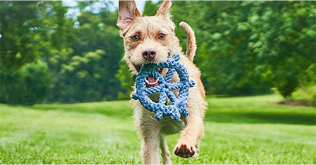 Hund mit blauem Spielzeug im Maul läuft auf eine Kamera zu
