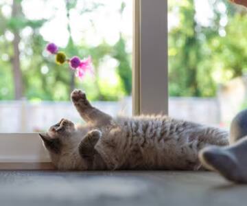 Graue Katze liegt am Fenster und tätzelt nach Federspielzeug