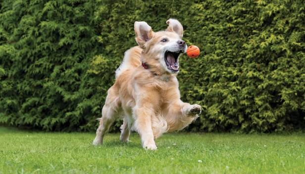 Hund spielt mit Ball