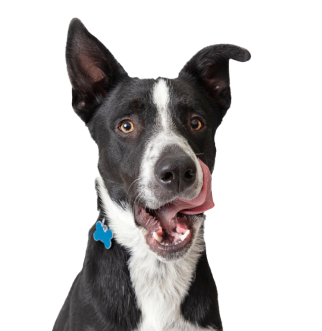 Hund leckt seine Lippen