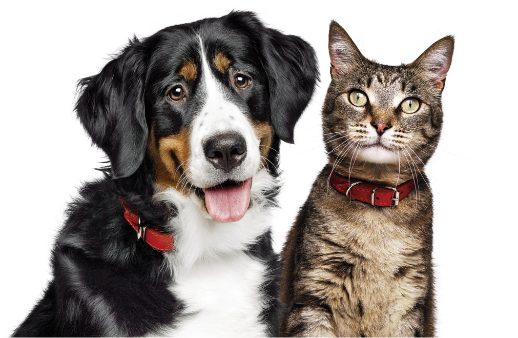 Ein Hund und eine Katze